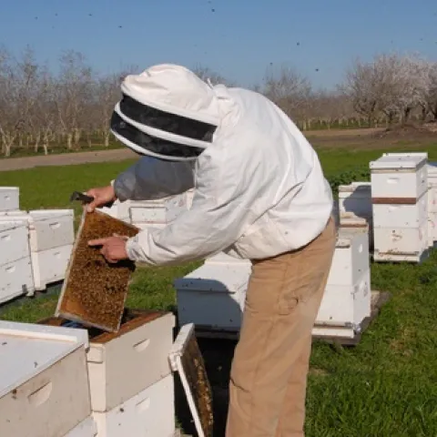 TENDING BEES--Michael "Kim" Fondrk of UC Davis tends his bees in a Dixon almond orchard. This photo appeared in The IPM Practitioner. (Photo by Kathy Keatley Garvey)