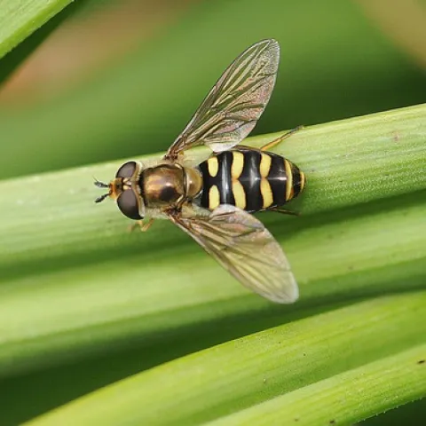 A hover fly or flower fly, Syrphus opinator, rests on a stem in the Storer Gardens, UC Davis. You'll be seeing more of these hover flies as the weather warms. This photo was taken Saturday, Jan. 24. (Photo by Kathy Keatley Garvey)