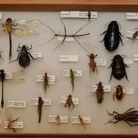 DIVERSITY OF INSECTS--From the Madagascar hissing cockroach to the praying mantis to the grasshopper, insects are diverse. This is part of a collection owned by UC Davis evolutionary ecologist Andrew Forbes. (Photo by Kathy Keatley Garvey)