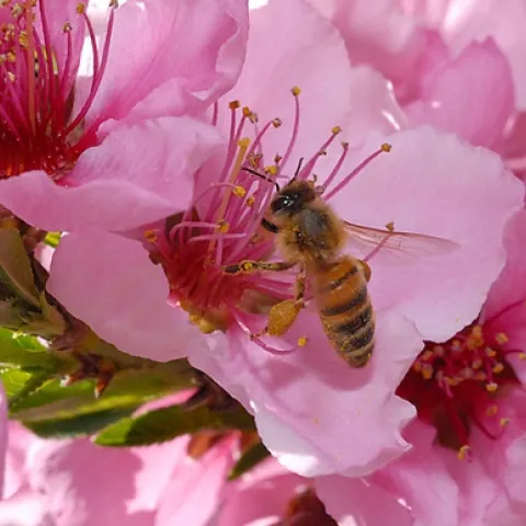 PURE GOLD--A honey bee in a nectarine blossom. (Photo by Kathy Keatley Garvey)
