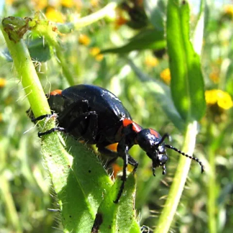 HUNGRY--This is a beetle, Lytta sublaevis (Meloidae) chowing down on fresh herbs. (Photo by Michael Caterino)