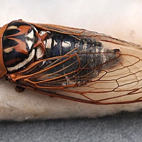 TEXAS CICADA--This Texas cicada measures two-and-a-half inches long and is about an inch wide. This may be a Diceroprocta bibbyi. (Photo by Kathy Keatley Garvey)