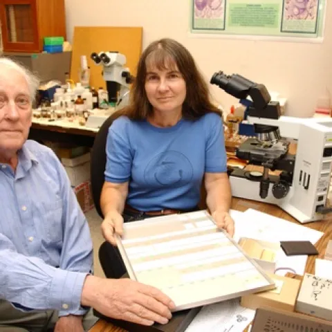 STUDYING INSECTS--University of California, Davis entomologist Penny Gullan, a native of Australia, and noted British entomologist Douglas Williams collaborate on insect scale taxonomy. (Photo by Kathy Keatley Garvey)