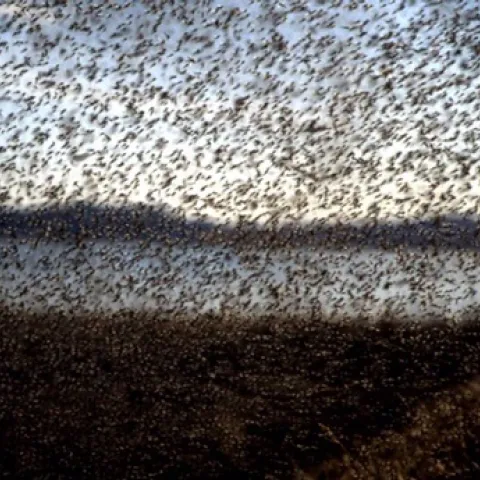 MIDGE MADNESS--This photo, showing billions of midges, was taken during the peak of the midge emergence at Lake Myvatn, Iceland. (Photo courtesy of Claudio Gratton)
