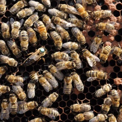 QUEEN BEE (center with the dot) is tended by worker bees. Bees are social insects, creating a highly social organization with set duties and responsibilities. (Photo by Kathy Keatley Garvey)