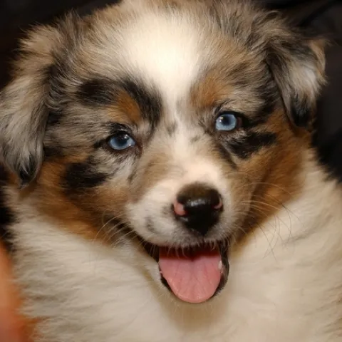 Blue merle mini-Australian shepherds have one: a tongue. (Photo by Kathy Keatley Garvey)