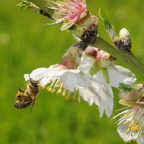 POLLEN LOAD--A pollen-packing bee at the Harry H. Laidlaw Jr. Honey Bee Research Facility visits an almond blossom. This photo was taken March 5. (Photo by Kathy Keatley Garvey)