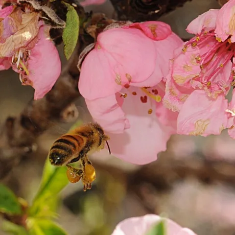 A HONEY OF A BEE, packed with pollen, heads for the nectarine blossoms. (Photo by Kathy Keatley Garvey)
