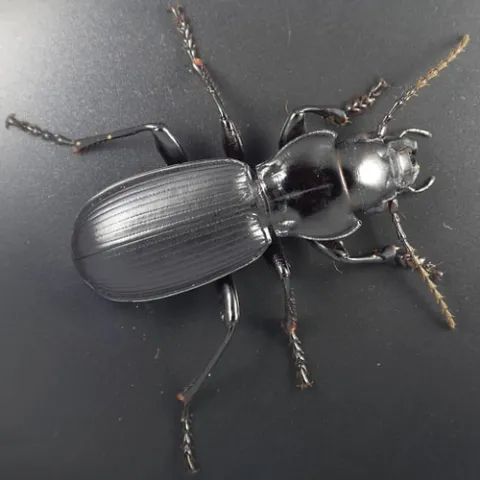 This is a photo of Pterostichus lama, which UC Berkeley scientist Kipling "Kip" Will describes as "the largest carabid beetle in California and as big as any in North America." It was taken by one of his students, Ainsley Seago.