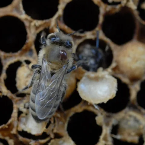 VARROA MITE on drone. (Photo by Kathy Keatley Garvey)