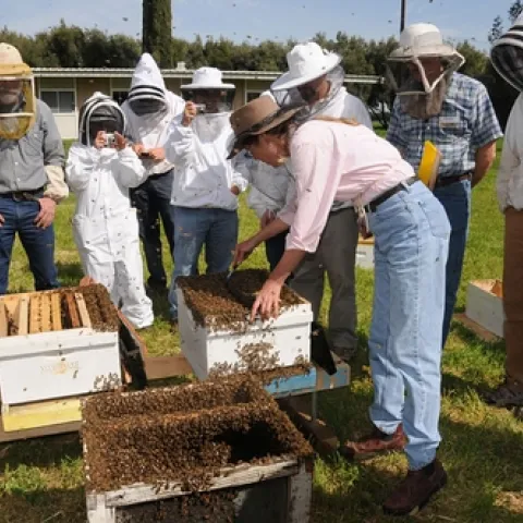BEE BREEDER-GENETICIST Susan Cobey (center, with frame) manager of the Harry H. Laidlaw Jr. Honey Bee Research Facility teaches a class on the "Art of Queen Bee Rearing." Here she transfers bees. This photo shows an estimated 250,000 bees. (Photo by Kathy Keatley Garvey)