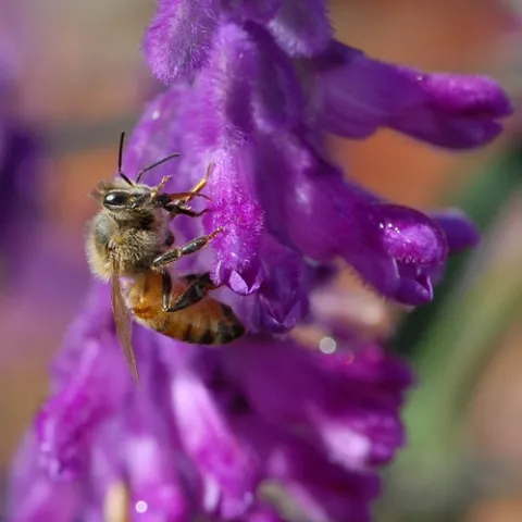 THE VISITOR--A honey bee gathers nectar on salvia (sage), a popular plant in bee friendly gardens. (Photo by Kathy Keatley Garvey)