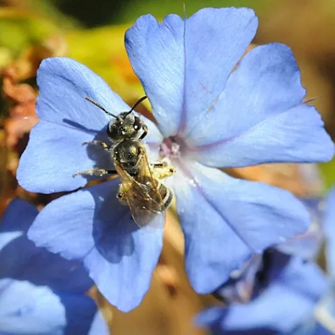 THIS NATIVE POLLINATOR is a female sweat bee (Halictus tripartitus), so nicknamed because it is attracted to sweat. (Photo by Kathy Keatley Garvey)