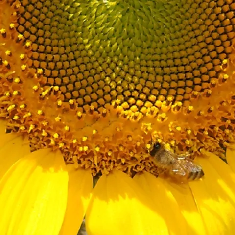 HONEY BEE nectars a sunflower at the 2008 California State Fair, Sacramento. (Photo by Kathy Keatley Garvey)