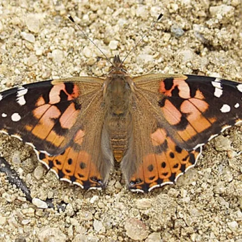 PAINTED LADIES are now passing through north-central California. This one passed through during the 2005 migration. (Photo courtesy of Arthur Shapiro)