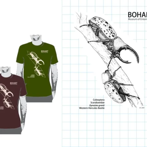WESTERN HERCULES BEETLES--This is the original drawing by UC Davis undergraduate student Courtney Lambert that graces a Bohart Museum of Entomology T-shirt. The T-shirt is part of the Bohart Museum's educational and outreach program. Proceeds are used to provide continuing undergraduate support and training at the Bohart.