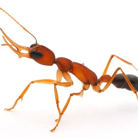 JERDON'S JUMPING ANT or Harpegnathos saltator will be among the topics discussed at the Christian Peeters' lecture from noon to 1 p.m., Wednesday, April 15 at 122 Briggs Hall, UC Davis. (Photo courtesy of entomologist-insect photographer Alex Wild)