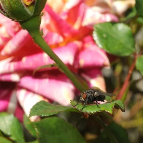FLY ON A ROSE--We're accustomed to seeing insects on roses, but not flies. (Photo by Kathy Keatley Garvey)