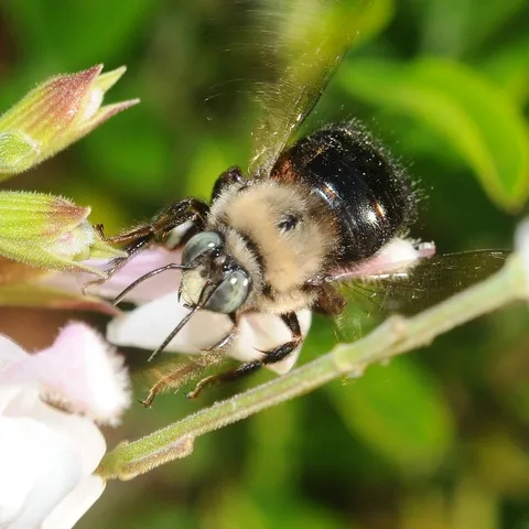 OL' BLUE EYES--This is a male mountain carpenter bee, Xylocopa tabaniformis orpifex Smith, nectaring salvia (sage). Photo by Kathy Keatley Garvey)