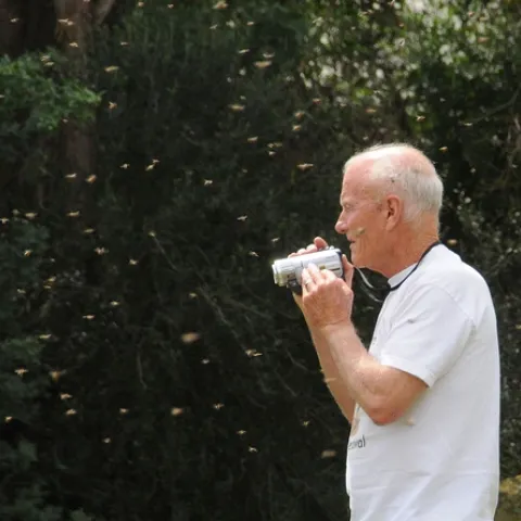 VETERAN VENTURA beekeeper Bill Weinerth films the bee swarm Thursday, April 23 at the Harry H. Laidlaw Jr. Honey Bee Research Facility. He was at the UC Davis facility for an advanced bee insemination course taught by bee breeder-geneticist Susan Cobey. (Photo by Kathy Keatley Garvey)