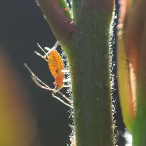 EARLY MORNING SUN warms an aphid. (Photo by Kathy Keatley Garvey)