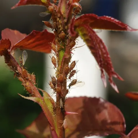 BEFORE the soldier beetles came to visit, aphids clustered on the rose bushes to suck out plant juices. (Photo by Kathy Keatley Garvey)