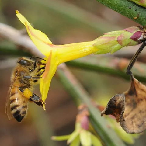 Pollen-packing honey bee in winter jasmine (Jasminum nudiflorum) in Storer Gardens, University of California, Davis. (Photo by Kathy Keatley Garvey)