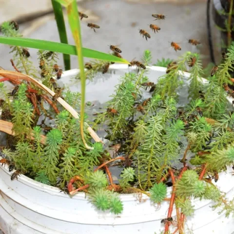THIS REGULARLY WATERED PLANT at the Harry H. Laidlaw Jr. Honey Bee Research Facility, UC Davis, provides a steady supply of water for bees. (Photo by Kathy Keatley Garvey)