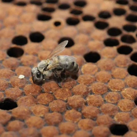 NEWBORN BEE: What's in store for this newborn bee and her family? (Photo by Kathy Keatley Garvey)