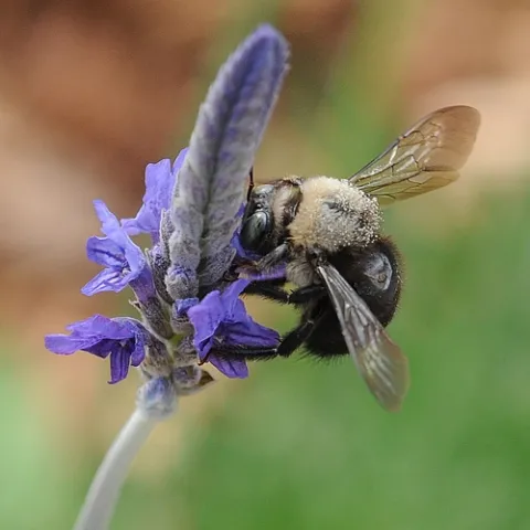 A male carpenter bee (Xylocopa tabaniformis) nectars on lavender. (Photo by Kathy Keatley Garvey)