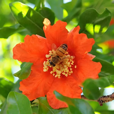 POM TIME--A honey bee nectars a pomegranate blossom. (Photo by Kathy Keatley Garvey)