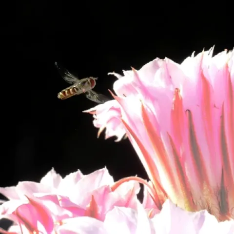SYRPHID or flower fly aims for a cactus blossom. A high shutter speed slows the wing action. (Photo by Kathy Keatley Garvey)