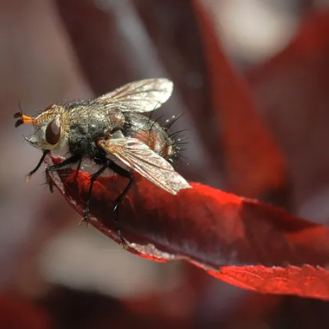 TACHINID FLY is covered with thick, dark bristles on its abdomen. In its larval stage, this insect parasitizes caterpillars, especially Lepidoptera. (Photo by Kathy Keatley Garvey)