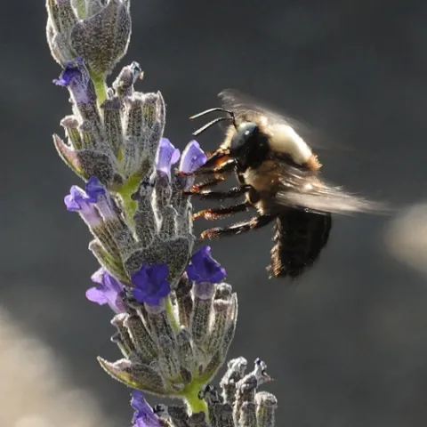 FEET FIRST--A male carpenter bee glides in for a landing on lavender. (Photo by Kathy Keatley Garvey)