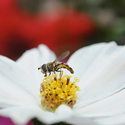 SYRPHID, aka flower fly or hover fly, lands on a cosmos. (Photo by Kathy Keatley Garvey)