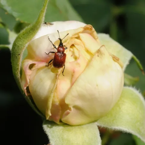 ROSE CURCULIO lays its eggs inside a yellow rose bud. Note the holes in the rose bud. (Photo by Kathy Keatley Garevy)