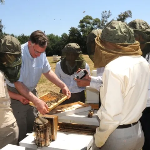 OPENING A HIVE--UC Cooperative Extension Apiculturist Eric Mussen (second from left) shows a frame to the Vietnamese scientists. (Photo by Kathy Keatley Garvey)