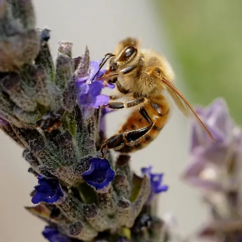 HONEY BEE nectaring on lavender. (Photo by Kathy Keatley Garvey)