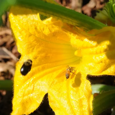 A CARPENTER BEE and a honey bee head for the same squash blossom. (Photo by Kathy Keatley Garvey)