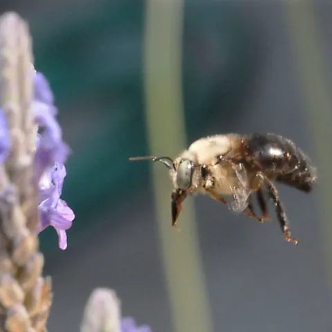CAUGHT IN FLIGHT, a male carpenter bee heads for the lavender. (Photo by Kathy Keatley Garvey)