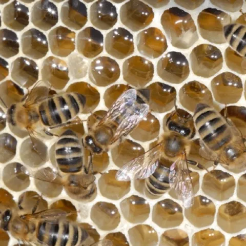 WORKER BEES keep the hive humming. (Photo by Kathy Keatley Garvey)