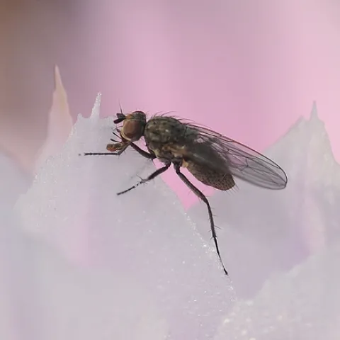 A FLY on a cactus flower: an almost ethereal image. (Photo by Kathy Keatley Garvey)