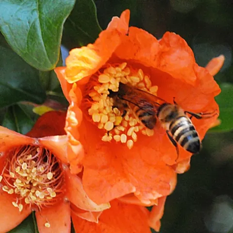 A honey bee works a pomegranate blossom, while another bee moves in right behind her. (Photo by Kathy Keatley Garvey)