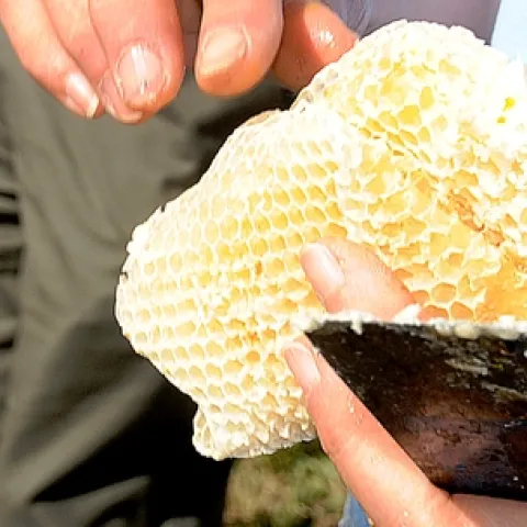 GOLDEN BULLET--really a queen yellowjacket--(see far left) heads for a honeycomb held by bee breeder-geneticist Susan Cobey, manager of the Harry H. Laidlaw Jr. Honey Bee Research Facility at UC Davis. Beekeepers know that when they open a hive, a predatory yellowjacket with a voracious appetite for honey and bees may be in the vicinity. (Photo by Kathy Keatley Garvey)