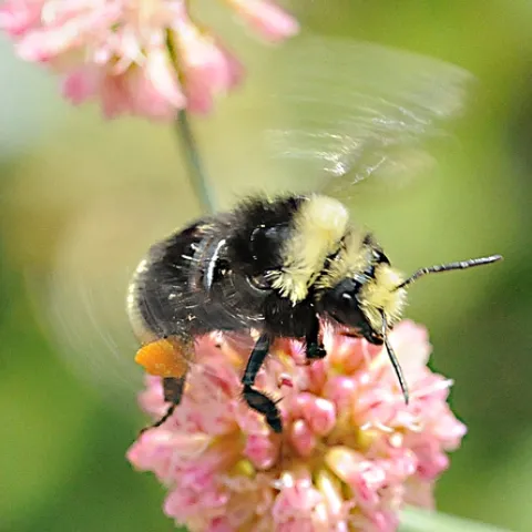 POLLEN-PACKING bumble bee (Bombus vosnesenskii), the most common California bumble bee, buzzes a flower in the Storer Gardens, UC Davis Arboretum. This photo was taken July 13, 2008. (Photo by Kathy Keatley Garvey)