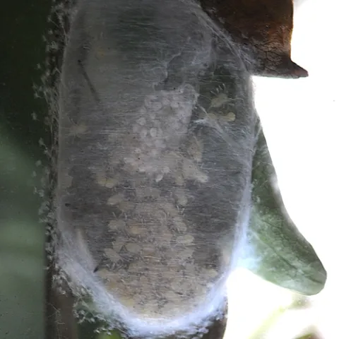 SPIDER COCOON outside the window of John Emery's San Francisco office. (Photo courtesy of John Emery)