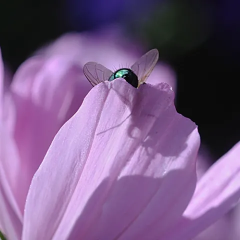 BOTTLE-GREEN blow fly, the color of emeralds, on a pink cosmos. (Photo by Kathy Keatley Garvey)