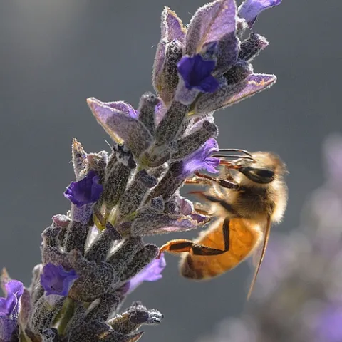THE HONEY BEE (Apis mellifera) is a cause for celebration during National Pollinator Week, June 22-28. This honey bee is nectaring sage. (Photo by Kathy Keatley Garvey)