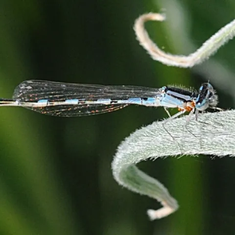 A DAMSELFLY, probably a bluet, perches on a tower of jewels, a bee-friendly plant. Now it's a damselfly-friendly plant. (Photo by Kathy Keatley Garvey)