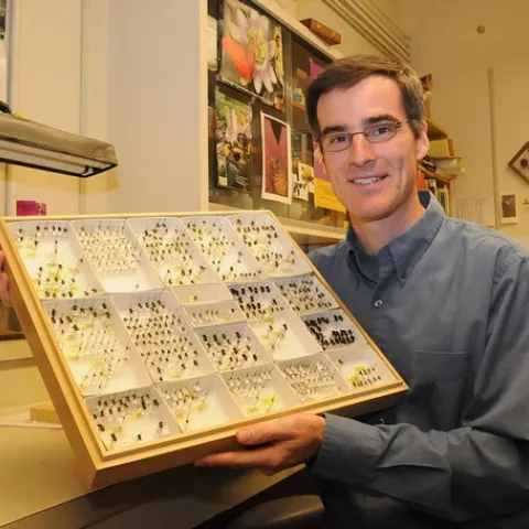 NATIVE POLLINATOR SPECIALIST Neal Williams has just joined the UC Davis Department of Entomology faculty. Here he shows a collection of native bees. (Photo by Kathy Keatley Garvey)